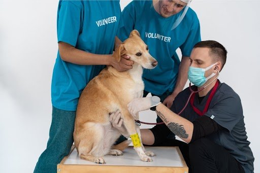 dog img
